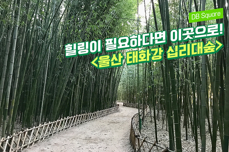 겨울에도 여전히 푸르른 대나무숲의 향연! 울산 태화강 국가정원 십리대숲
