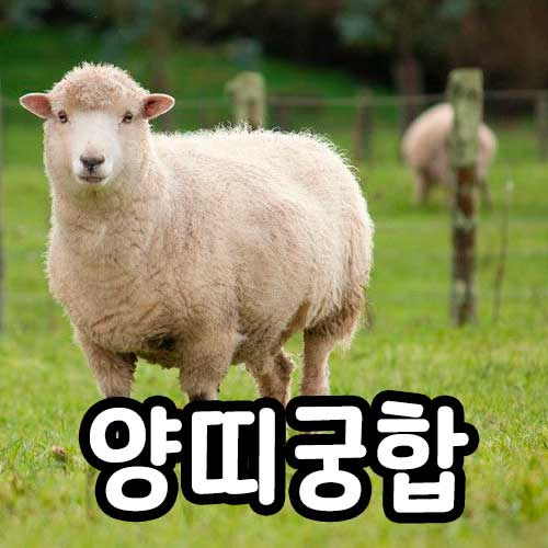 양띠 궁합 잘맞는 띠 상극