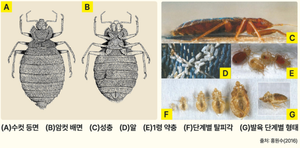 빈대 살충제, 발견방법, 예방방법, 방제방법 정리