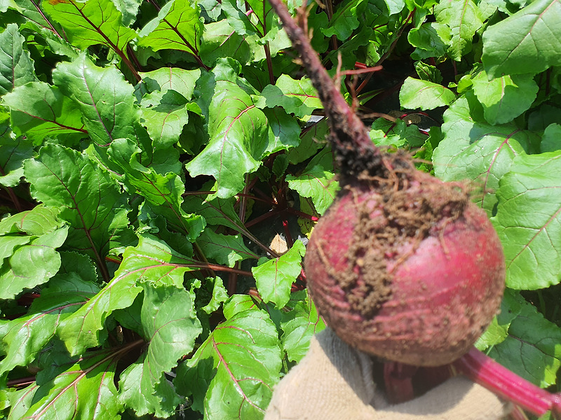 무농약 레드 비트차 효능과 비트즙 효능/ 22년 비트 , 들깨 판매