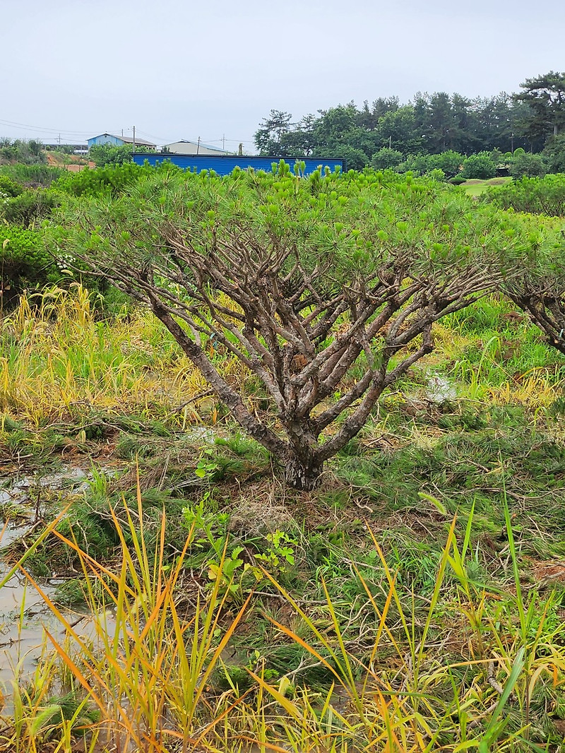 반송 규격 H1.0 ~2.0 수량 : 200주 위치 : 전북김제 판매 구매처/구입처 파는곳 사는곳 농원농장