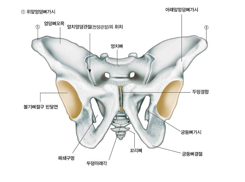 골반 틀어짐 증상 및 골반 교정 스트레칭 앞서 골반 구조와 특징에 대해 알아보자.