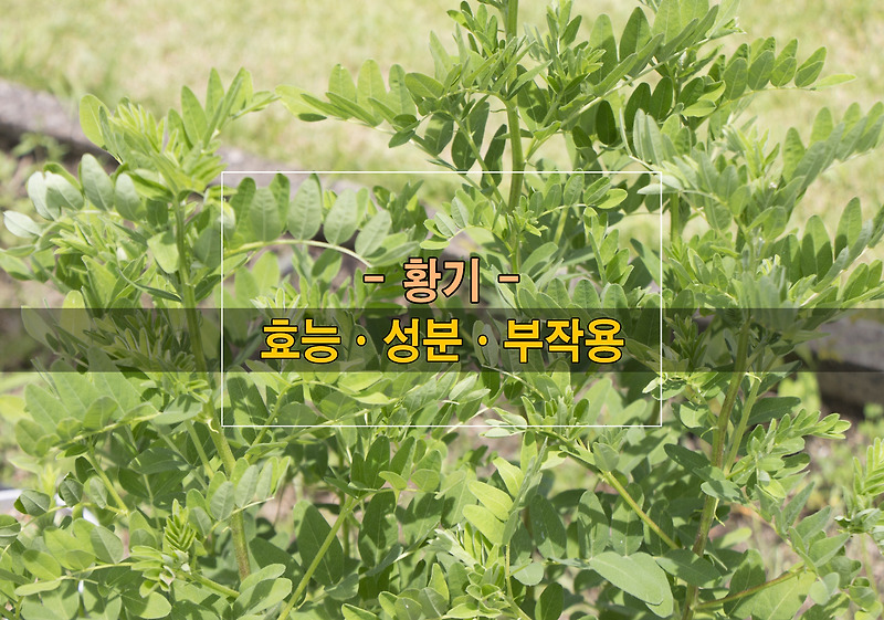 황기의 효능ㆍ성분ㆍ부작용