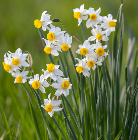 Narcissus 'Canaliculatus' :: 닥마들