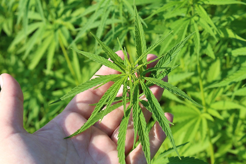 대마가 합법화 될리가 없는 우리나라, 해외 합법국가에 가서 피우면 어찌될까? 속지주의, 속인주의