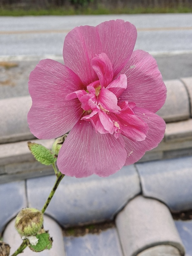 접시꽃 꽃말 개화시기 효능 구근 키우기 당신 Alcea rosea