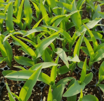 옥수수 모종 심기, 심는 시기 + 파종시기