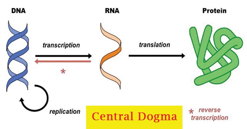 코로나 바이러스 그리고 센트럴 도그마(central dogma)