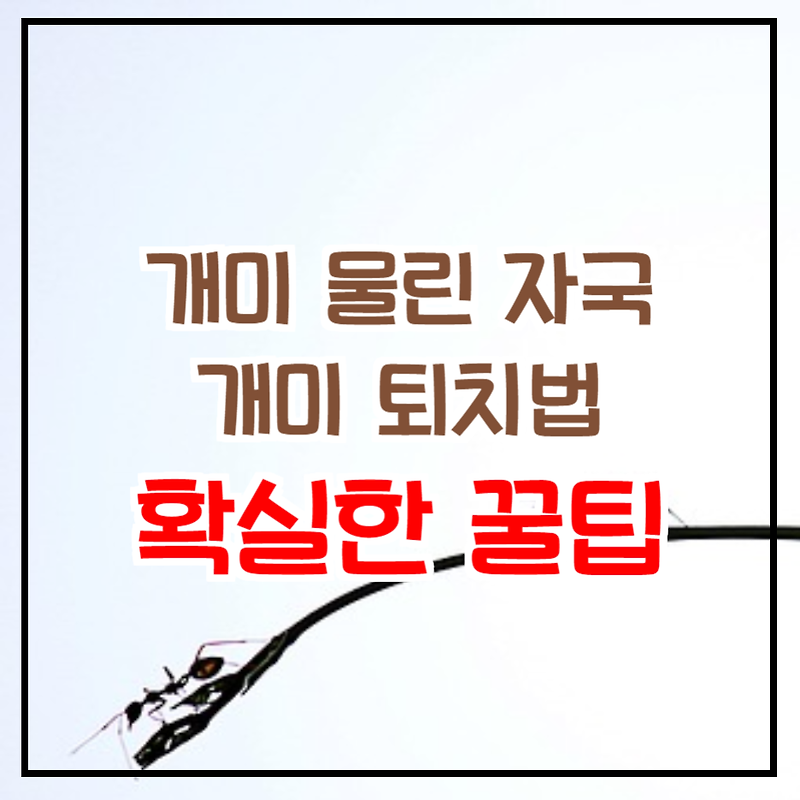 개미 물린 자국과 개미 퇴치법