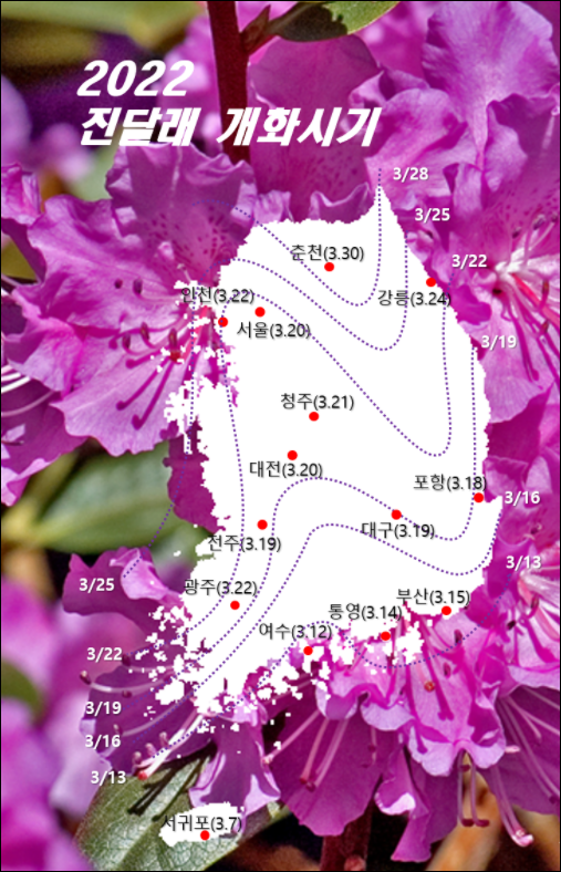 2022년 봄 꽃 진달래 개화시기는 언제일까? 전국 진달래 피는 시기