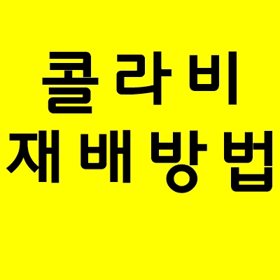 콜라비 재배방법