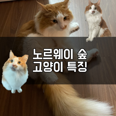 노르웨이숲 고양이 특징 ■ 노르웨이의숲 고양이 성격 및 장단점