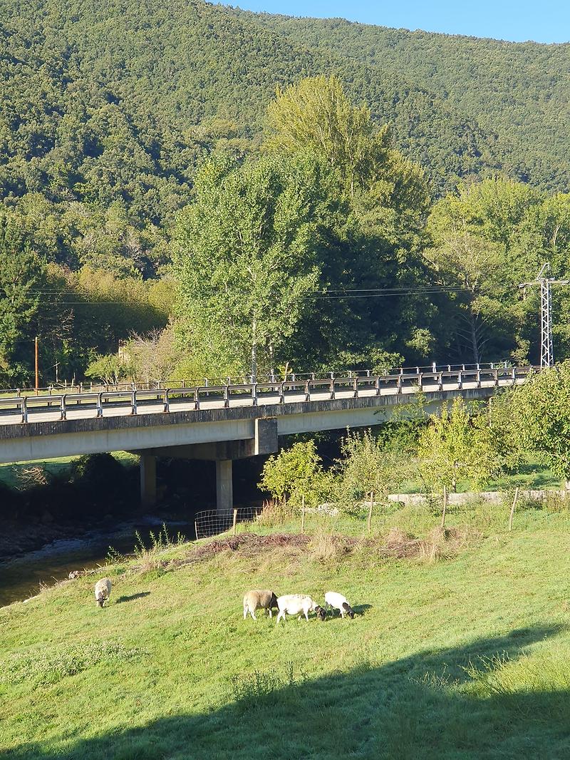 [산티아고 순례] 9일차, 비야프랑카-베가 데 발카르세 (16.9km), 양떼 그리고 아르헨티나 커플