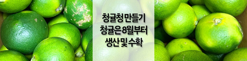 청귤청 만들기 청귤 나오는 시기는 8월부터