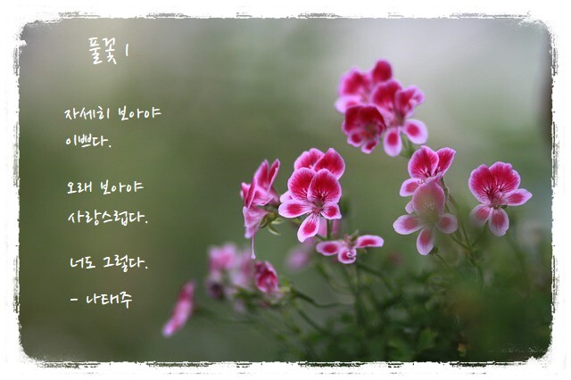 [짧고 좋은 시] 나태주 '풀꽃' 1·2·3
