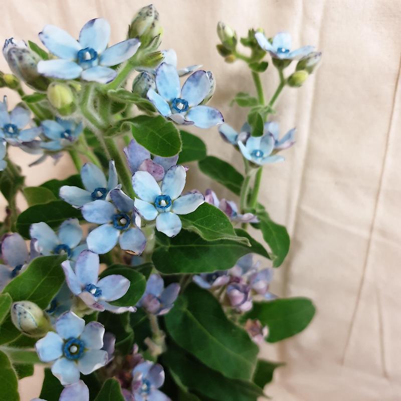 별처럼 핀 작은 파란 꽃 