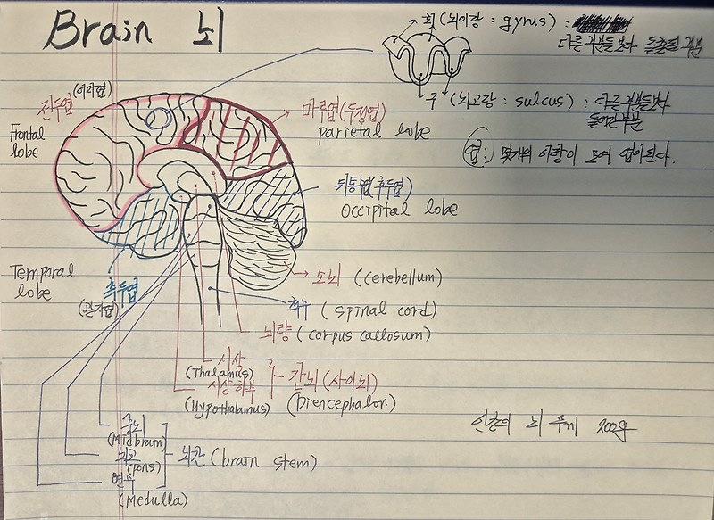 Brain, 뇌의 구조에 대해서