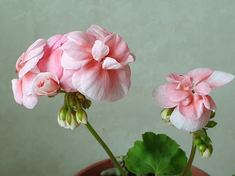 새먼 프린세스 제라늄, Salmon Princess geranium