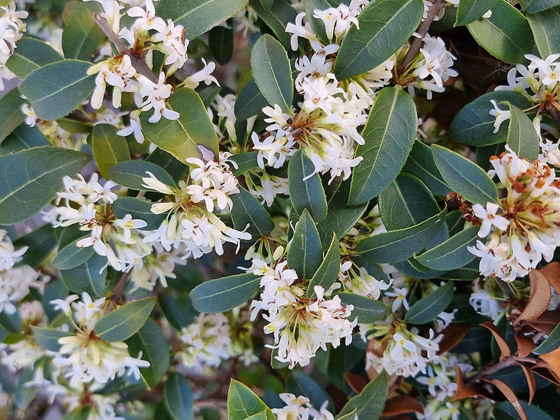 Osmanthus decorus