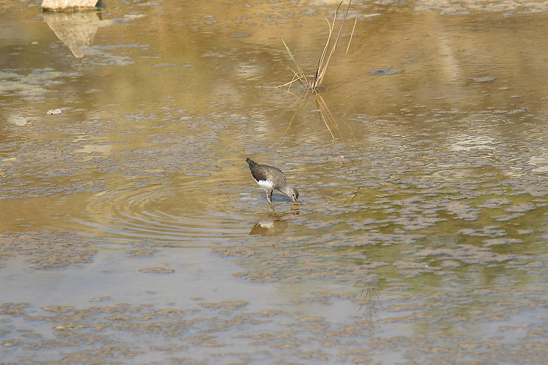 삑삑도요 [Green Sandpiper]