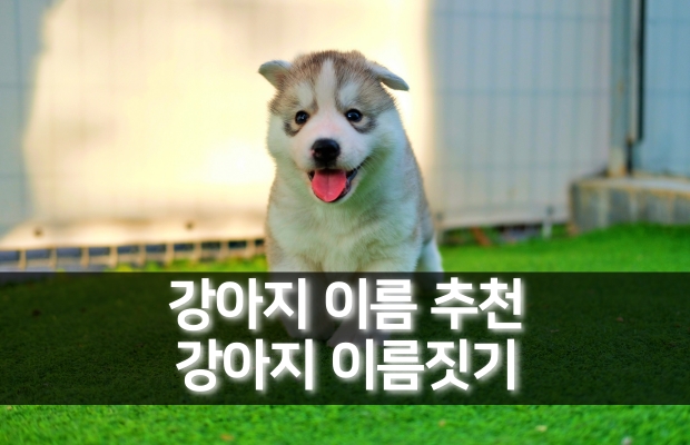 강아지 이름 추천 | 강아지 이름짓기 작명하는 법