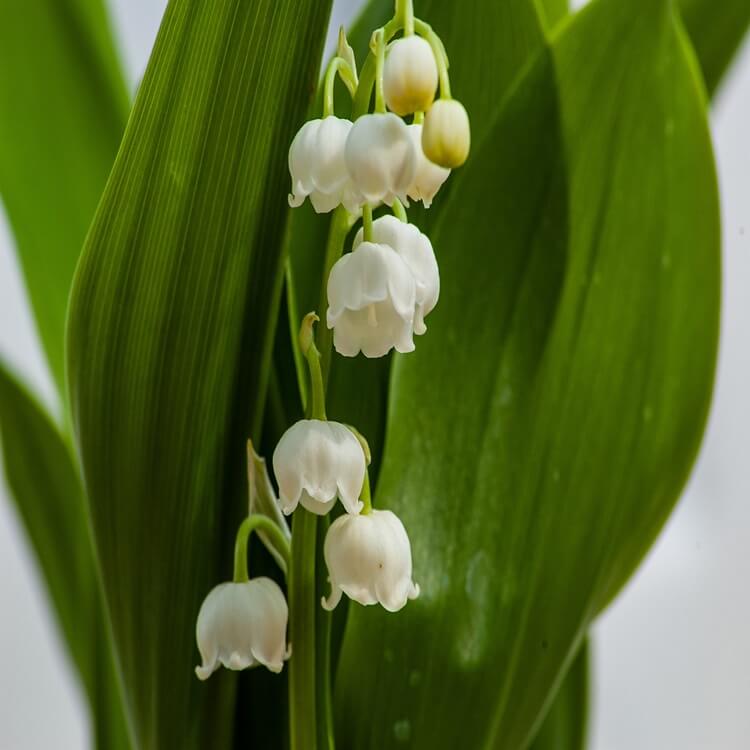 은방울꽃 꽃말(silver bell flower language.)