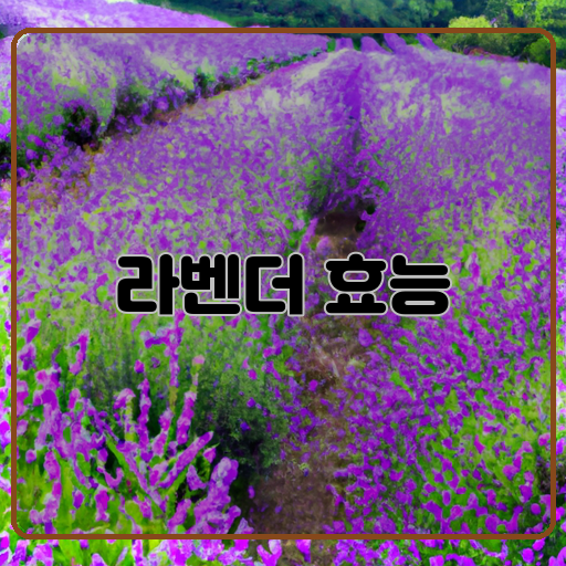라벤더 효능 다양한 활용법 알아보기!