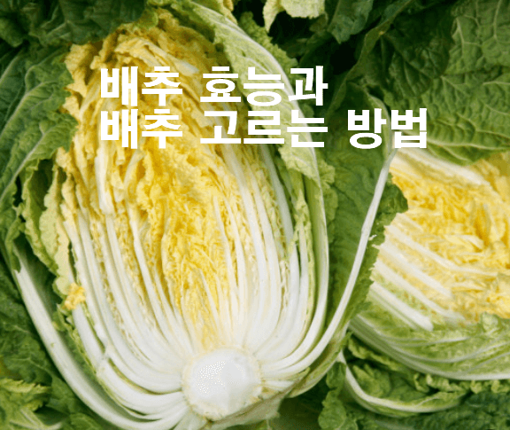 김장 시즌, 배추 무 쪽파 잘 고르는 꿀팁!!