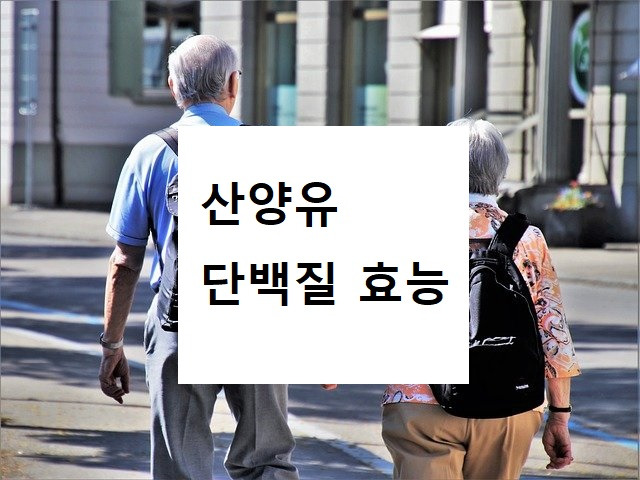 산양유 단백질 효능