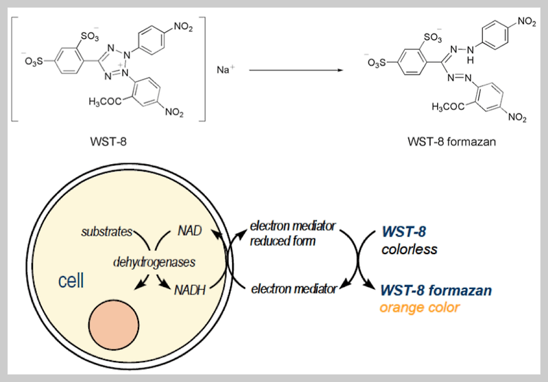 Cell viability 측정 - WST-8 assay 원리 및 Protocol :: 정보를 주는 앙과장