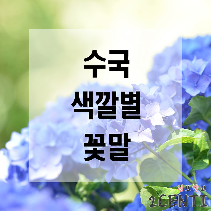 수국 색깔별 꽃말 (파란, 핑크, 보라색 등)