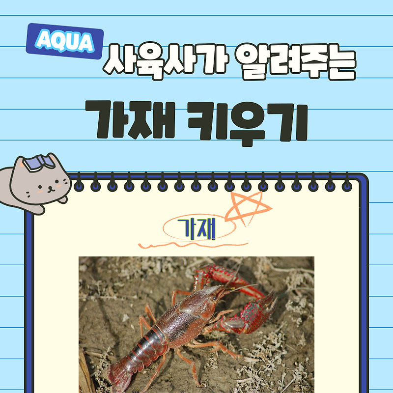 가재 키우기, 사육사가 알려주는 가재