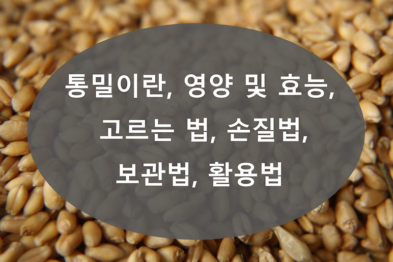 통밀(Whole wheat)이란, 영양 및 효능, 고르는 법, 손질법, 보관법, 활용법