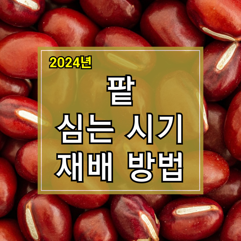 2024년 팥 심는 시기 및 재배방법 알아보기