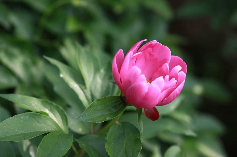 수세미즙효능,작약꽃말,흰작약작약차효능:비염에좋은약초,혈행에몸에좋은차 6