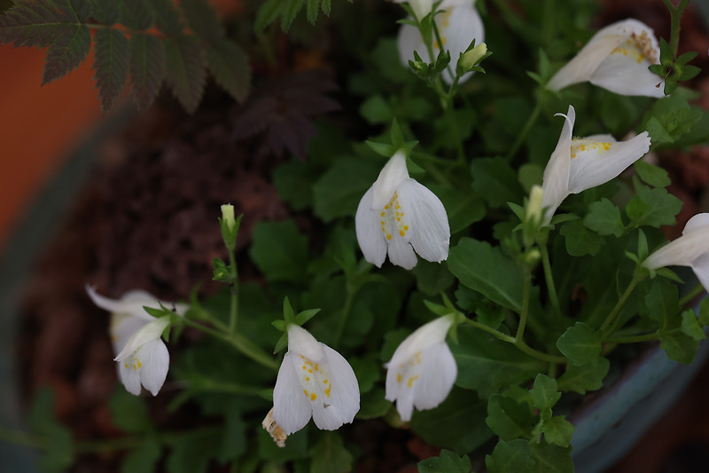 흰누운주름잎 Mazus reptans albiflorus :: 시사랑꽃사랑