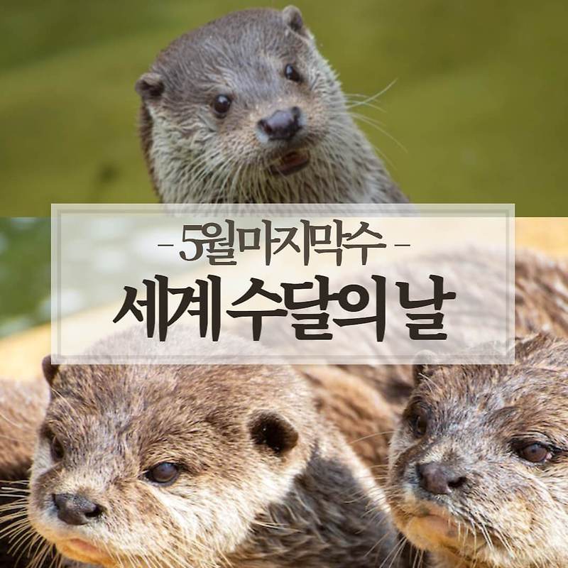 세계 수달의 달의 의미, 생태계에서 수달의 역할, 서식지 보호 솔루션