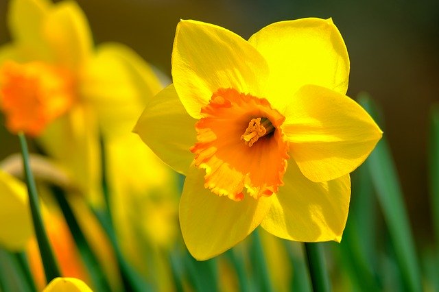 1월 2일 오늘의 탄생화, 노랑수선화(Narcissus Jonquilla)