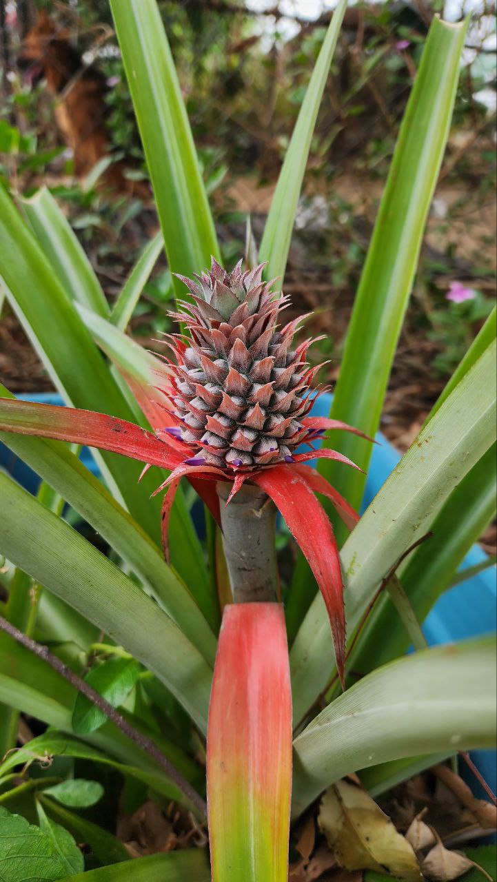 PINEAPPLE – Common Varieties – TFNet – International Tropical
