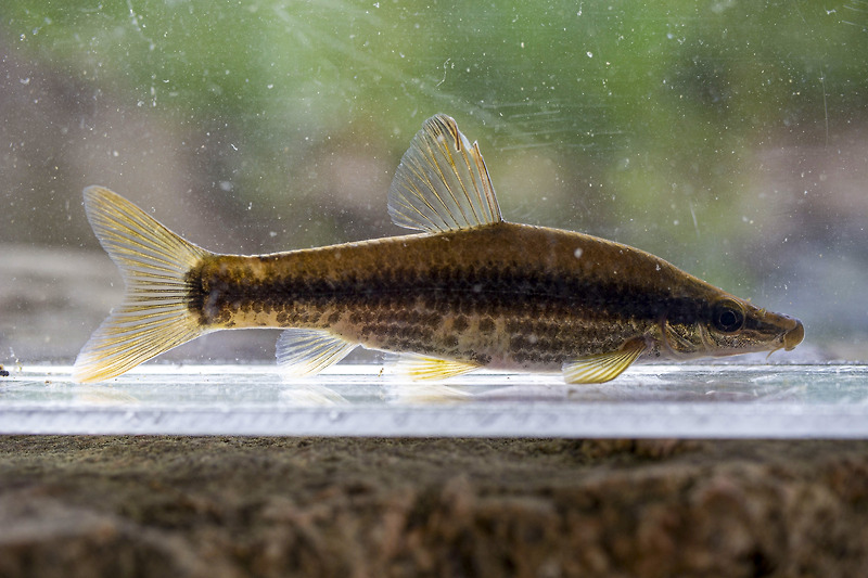 돌고기(Pungtungia herzi)_2022.05.17.