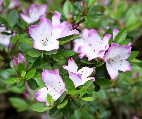 Rhododendron Eriocarpum (hayata) Nakai :: 닥마들