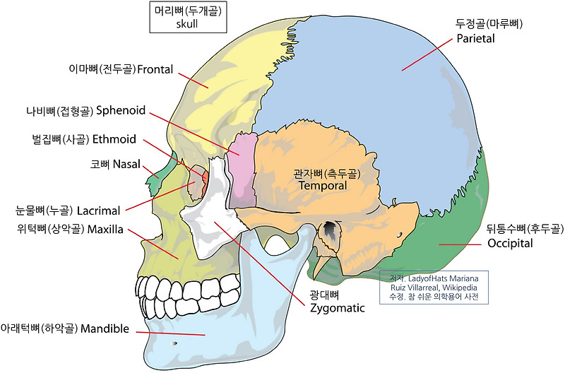 의학용어 Zygomatic Bone 광대뼈, 관골