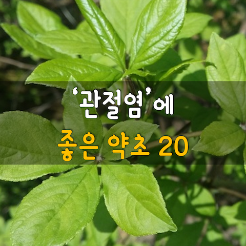 관절염에 좋은 약초 20