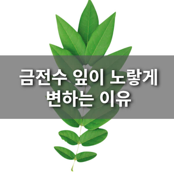 금전수 잎이 노랗게 변하는 이유