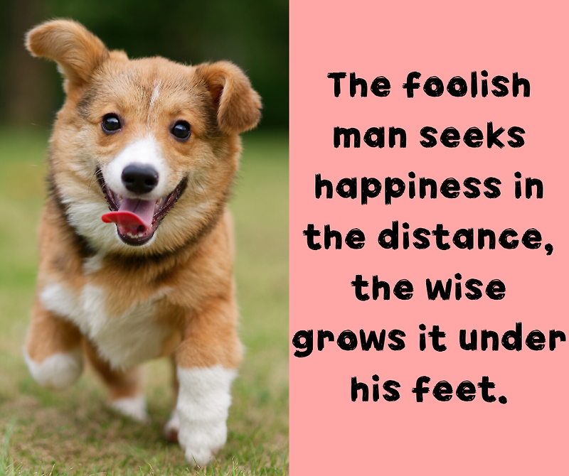 the-foolish-man-seeks-happiness-in-the-distance-the-wise-grows-it