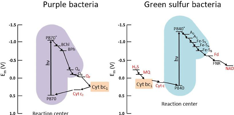 세균의 광합성 Photosynthesis : 자색균, 녹색황세균, 남세균