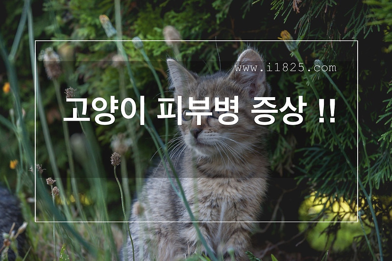 고양이 피부병 증상 !! 알아보기