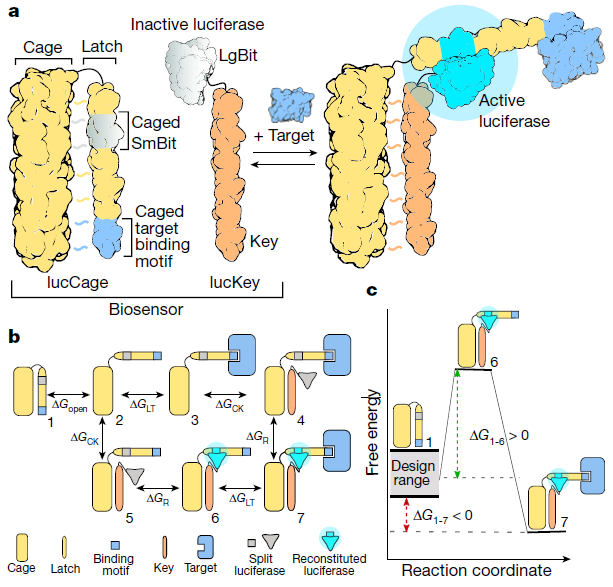 20240814 De novo design of modular and tunable protein biosensors