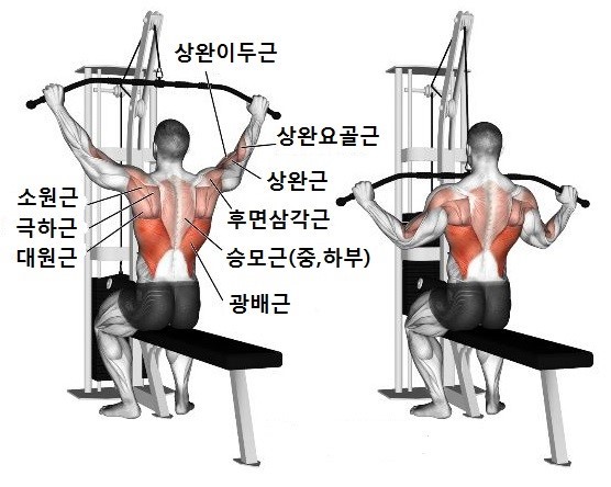 등 운동 루틴!! 태평양 같은 등을 만드는 법!