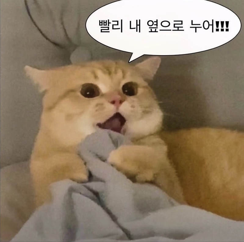 말풍선 짤 모음 2탄 고양이짤·커플짤·웃긴짤·귀여운 동물 말풍선짤 - 당신에게 필요한 정보